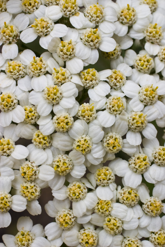 Wildflowers